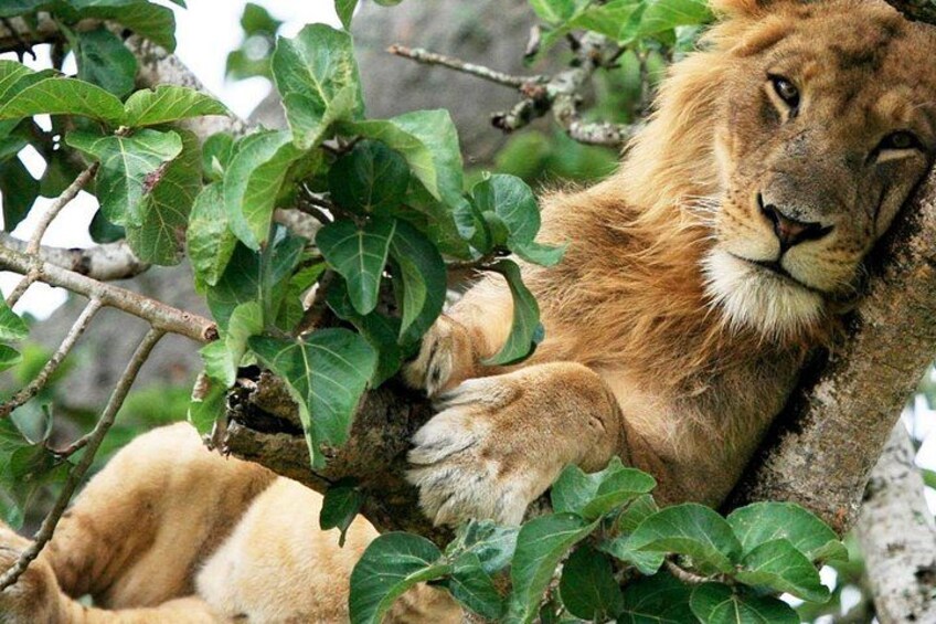 A lion resting on a tree branch surrounded by green leaves. 2