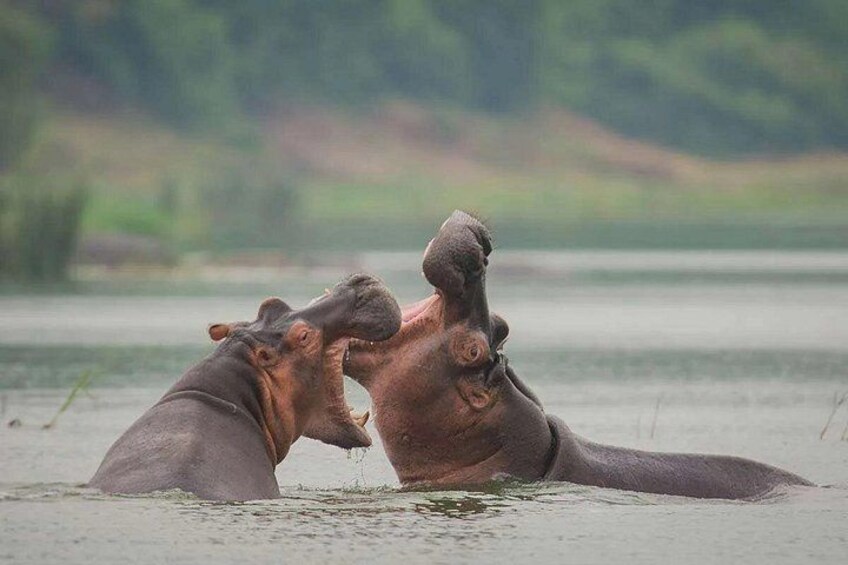 Two hippos in water with a river and greenery in the background. 2