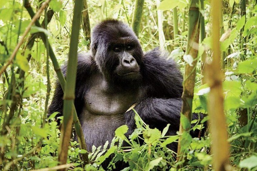 A gorilla in a dense forest with green foliage and bamboo. 3
