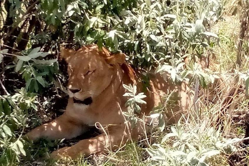 Un lion se reposant au milieu d’un feuillage dense. 2