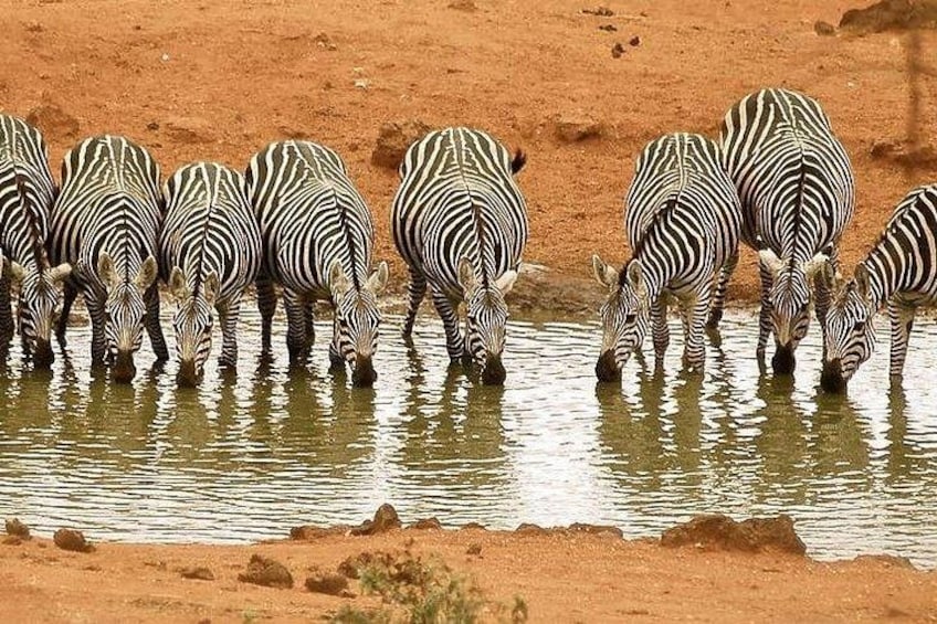 Des zèbres boivent de l’eau à un point d’eau. 3