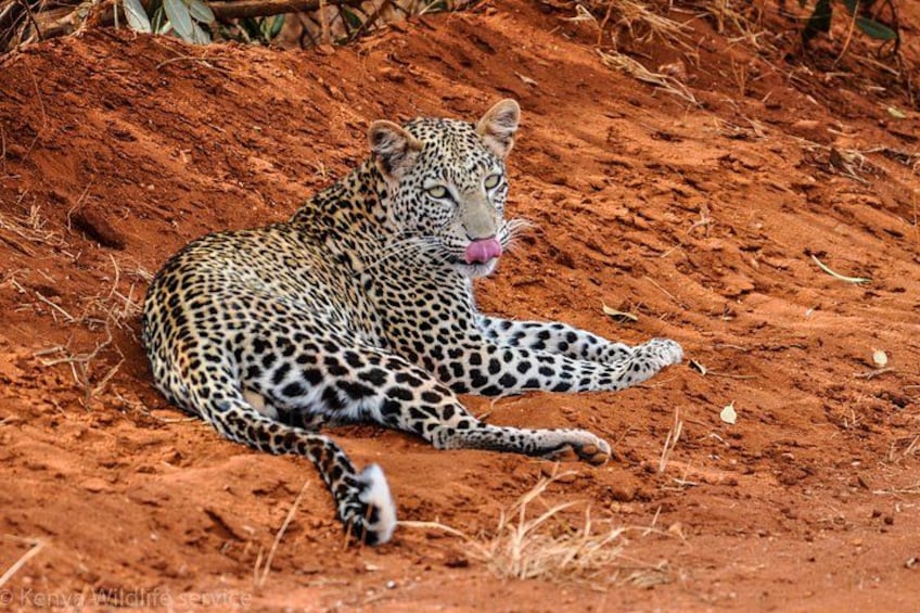 Un léopard allongé sur un sol rougeâtre, entouré d’une végétation clairsemée. 4