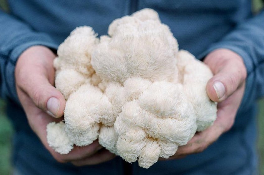 Una persona sostiene un objeto grande, blanco y con forma de coliflor. 1