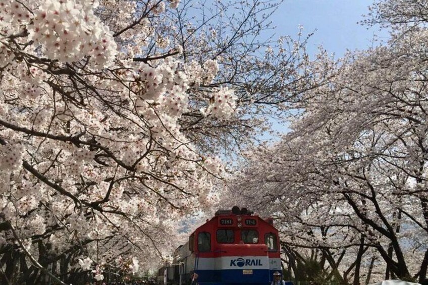 Et tog med KORAIL-logo kører gennem blomstrende kirsebærtræer. 1