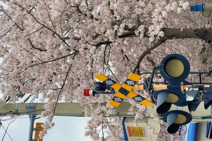 Kirsebærblomster, et lyssignal og et jernbaneoverskæringstabel 5