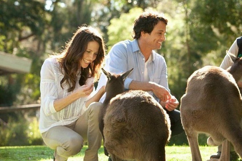 Yarra Valley Redwoods Tour with Winery Lunch or Wildlife Option 4