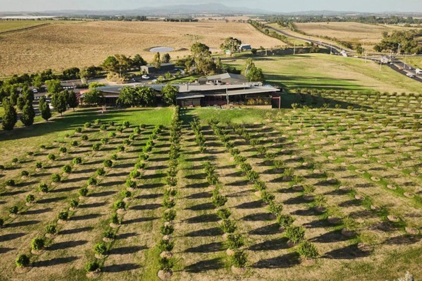A vineyard with rows of grapevines, a building, and rolling hills in the background. 2