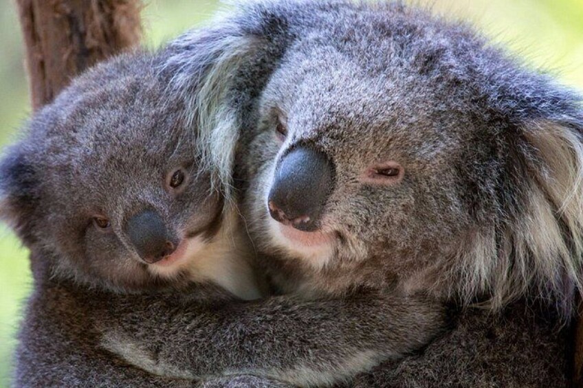 Yarra Valley Redwoods Tour with Winery Lunch or Wildlife Option 5