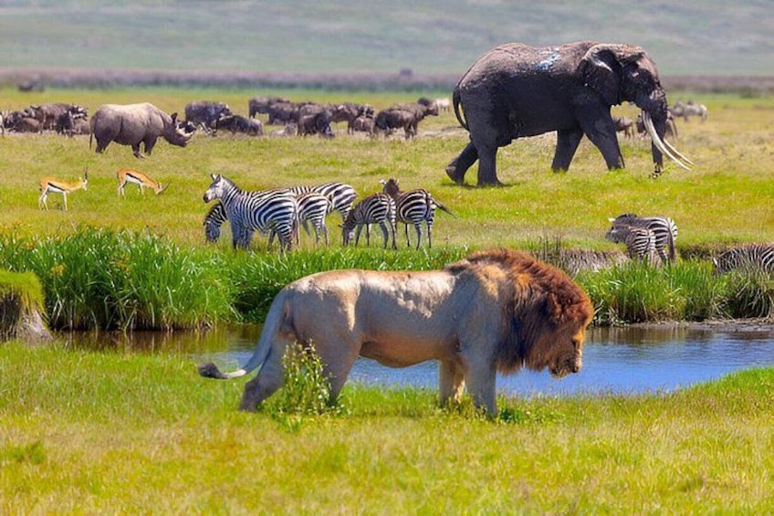 Paisaje de sabana con un león, cebras, elefantes y otra fauna salvaje cerca de una fuente de agua. 3