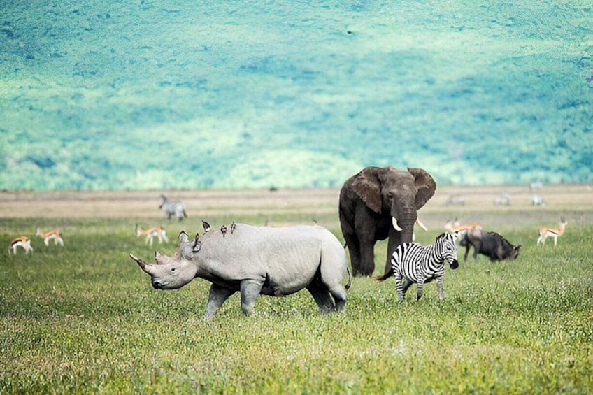 Un campo cubierto de hierba con un rinoceronte, un elefante y una cebra. 4