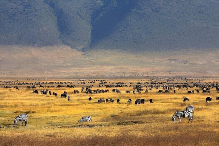 Paisaje de sabana con cebra pastando y una manada de ñus al fondo. 5