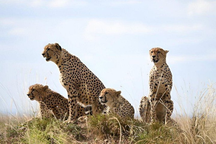 Cheetahs en un campo cubierto de hierba bajo un cielo despejado. 1