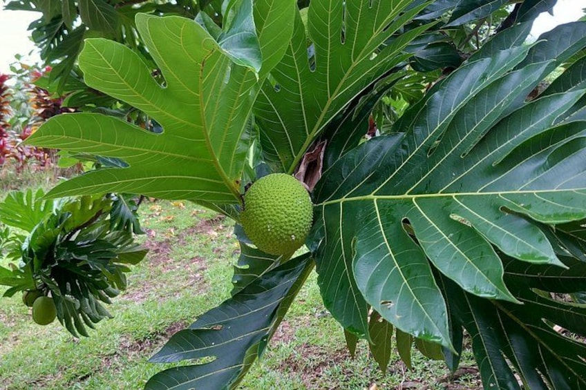 Un gros fruit vert sur un arbre aux larges feuilles. 5