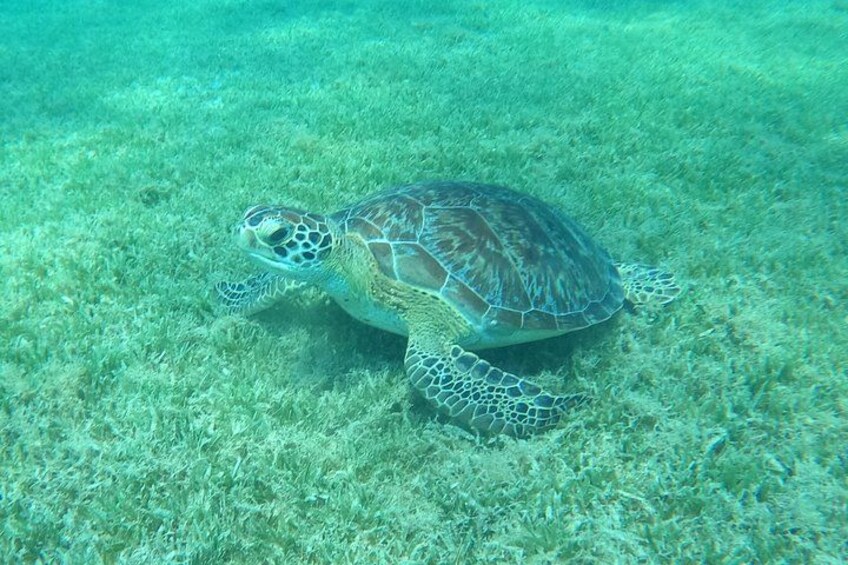 The Frederiksted St. Croix Sea Turtles Snorkeling Tour 2
