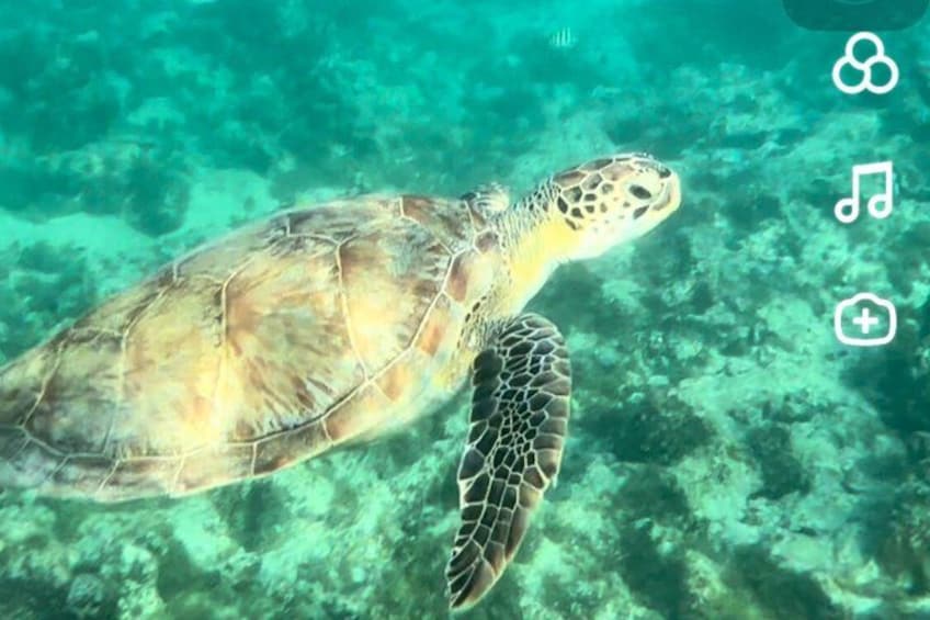 A sea turtle swimming underwater. 3