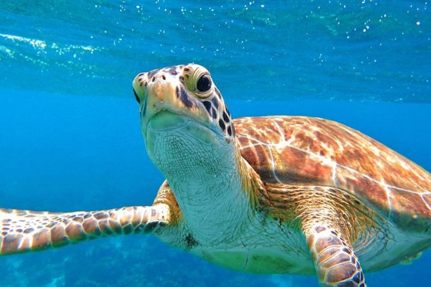 A sea turtle swimming underwater. 1