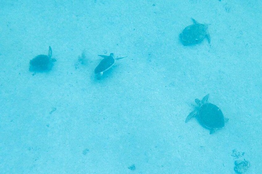 Frederiksted St Croix Sea Turtle Snorkeling Tour 2