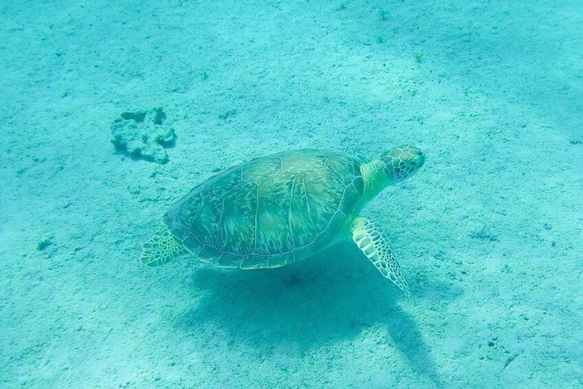 Frederiksted St Croix Sea Turtle Snorkeling Tour 4