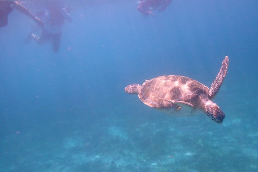 A sea turtle swimming underwater with divers in the background. 2