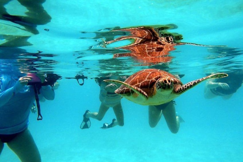 A person swimming with sea turtles in a clear blue pool. 5