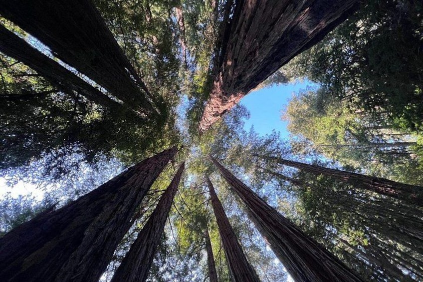 A forest with tall trees and a clear sky. 1