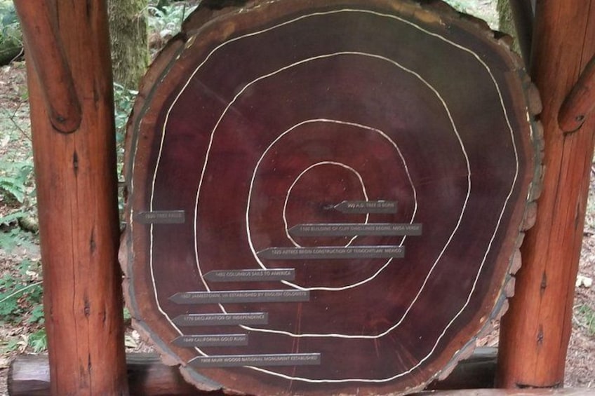 A large wooden log with concentric circles and text labels. 3