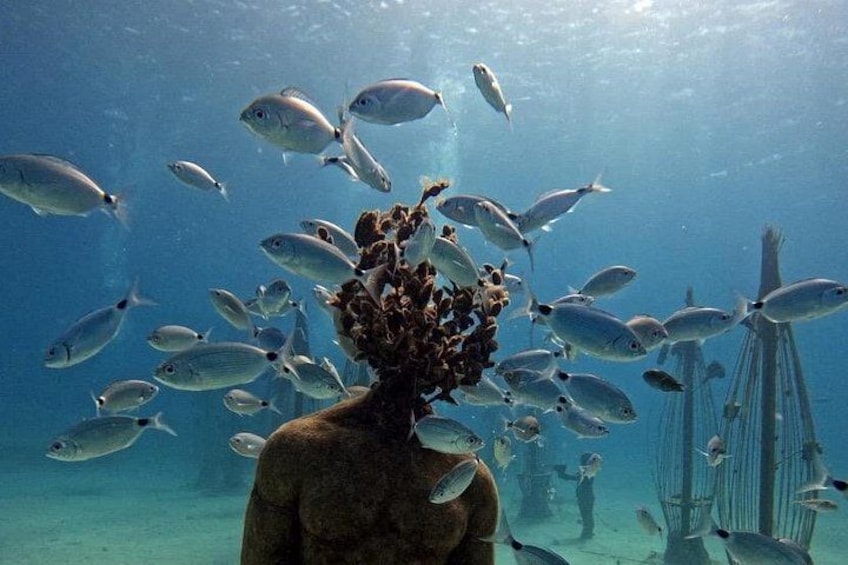 A person surrounded by a school of fish in clear blue water. 4