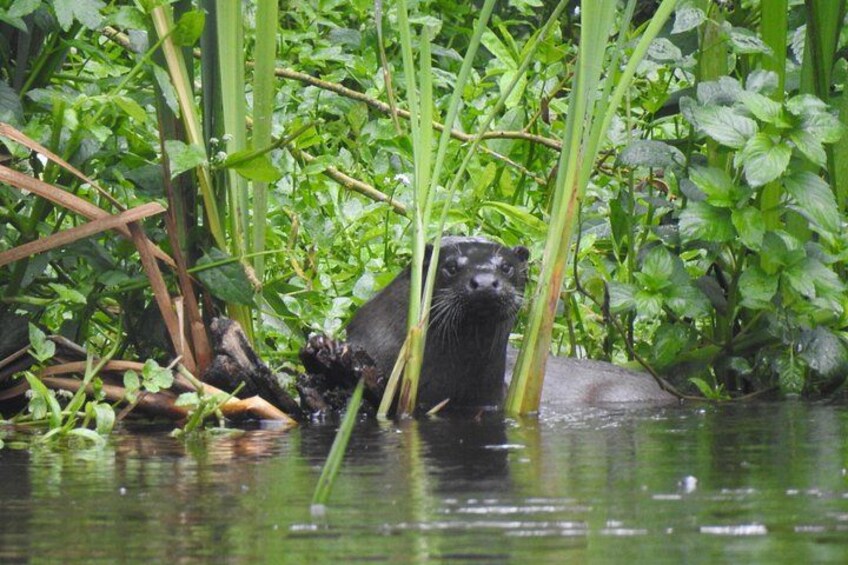 Otters are a regular sight on the tours 4