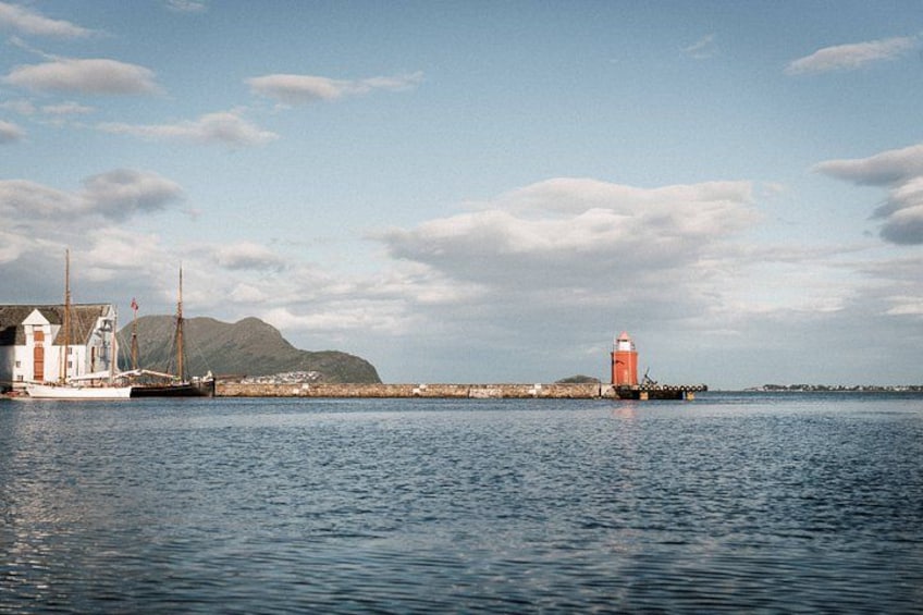 Wildlife Sea Safari in Alesund 4