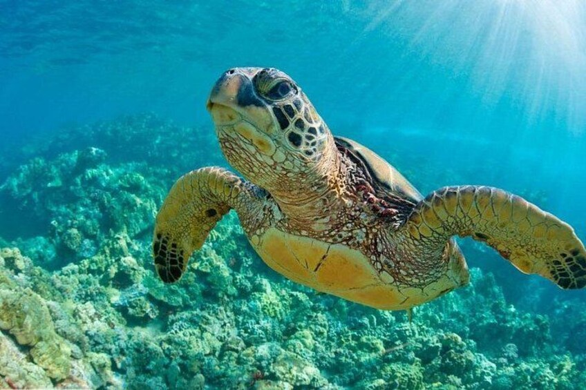 A sea turtle swimming underwater with a coral reef in the background. 5