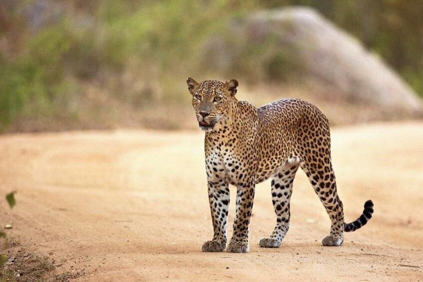 A leopard standing on a dirt road with a blurred natural background. 3