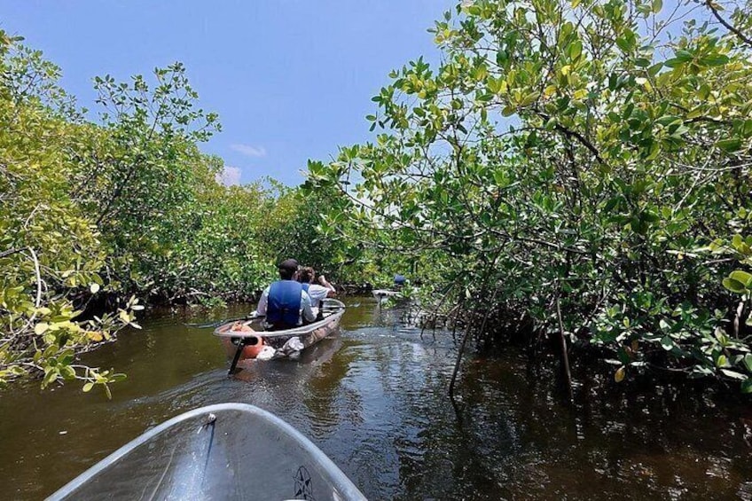 A boat navigating through a mangrove forest. 3