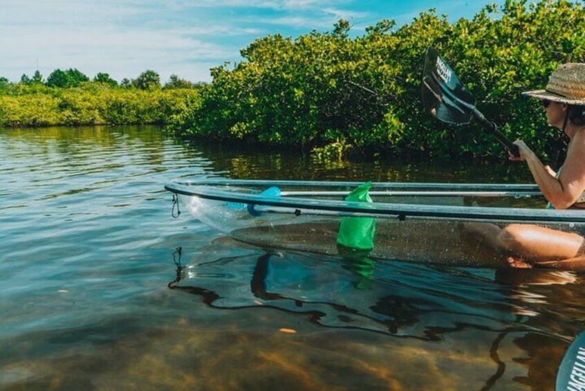 Learn about the lush mangrove ecosystem. 5