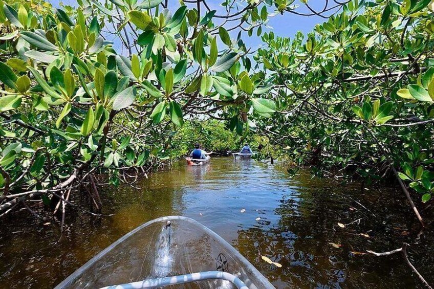 A river surrounded by mangrove trees with a boat in the foreground and another boat in the distance. 2