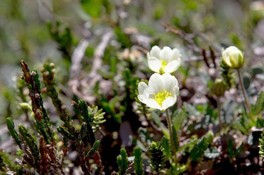 En hvid blomst med gul midte, omgivet af grønt løv. 4