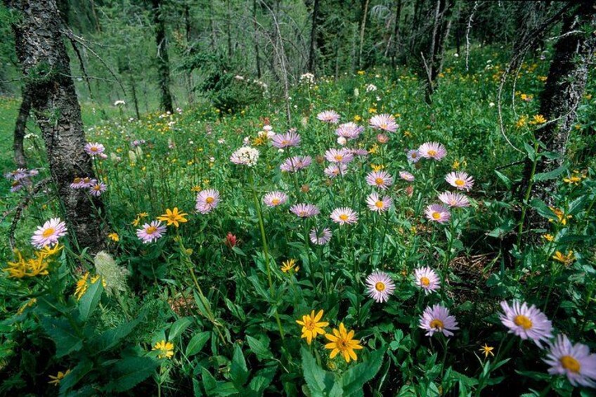 En skov med forskellige vilde blomster, heriblandt margueritter og gule blomster. 5