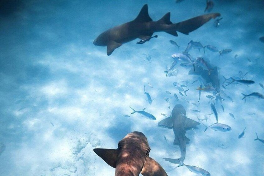 An underwater scene with sharks and fish swimming. 3