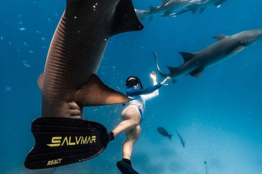 Puerto Rico Half-Day Shark Diving 5