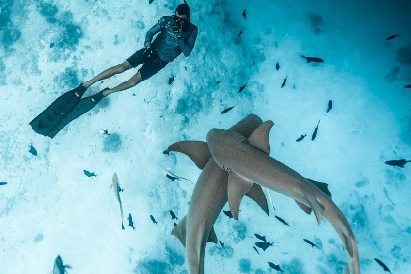Un plongeur, équipé de palmes, nage près de requins dans un environnement sous-marin bleu. 2