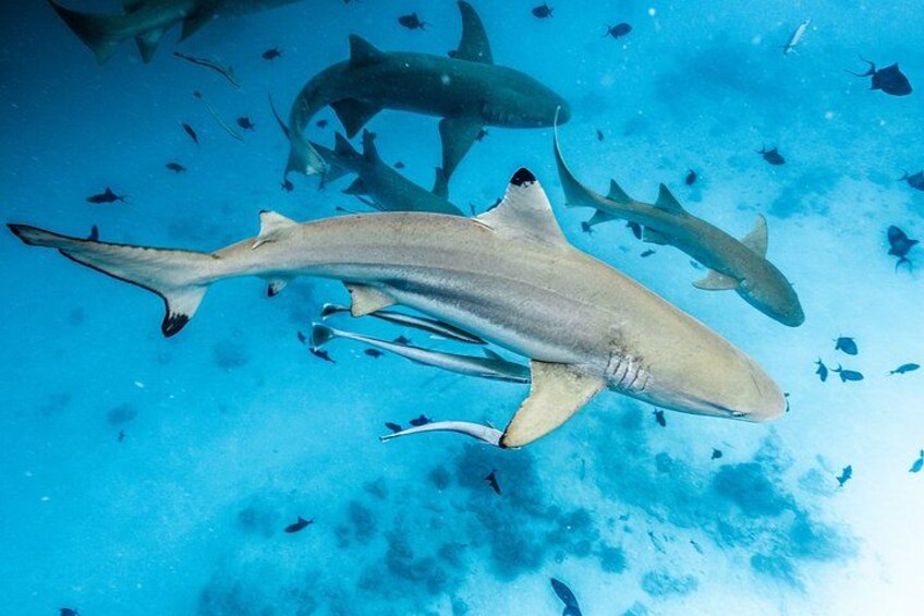 Puerto Rico Half-Day Shark Diving 3