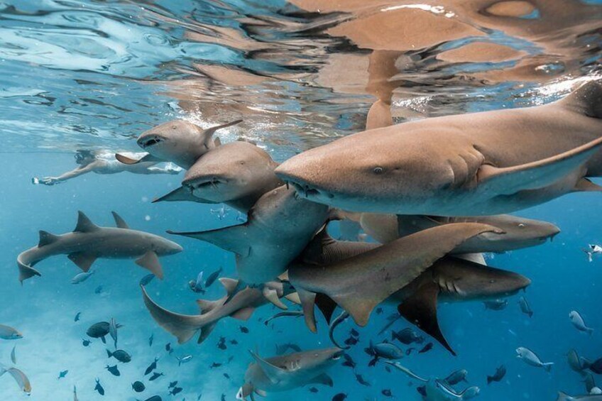 A group of sharks swimming in clear blue water. 1