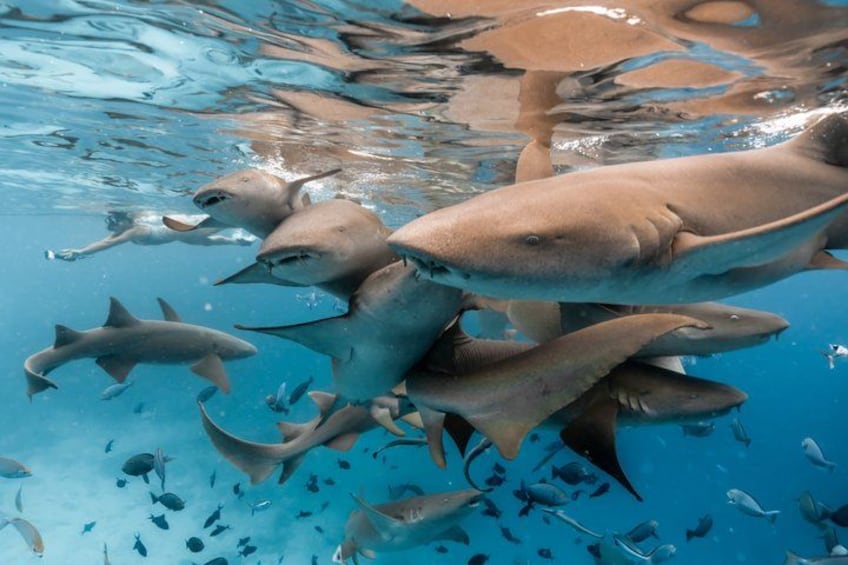Puerto Rico Half-Day Shark Diving 1
