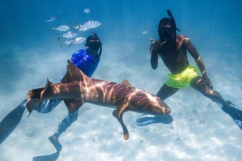 Puerto Rico Half-Day Shark Diving 2