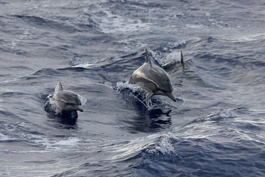 Dolphins swimming in the ocean. 4