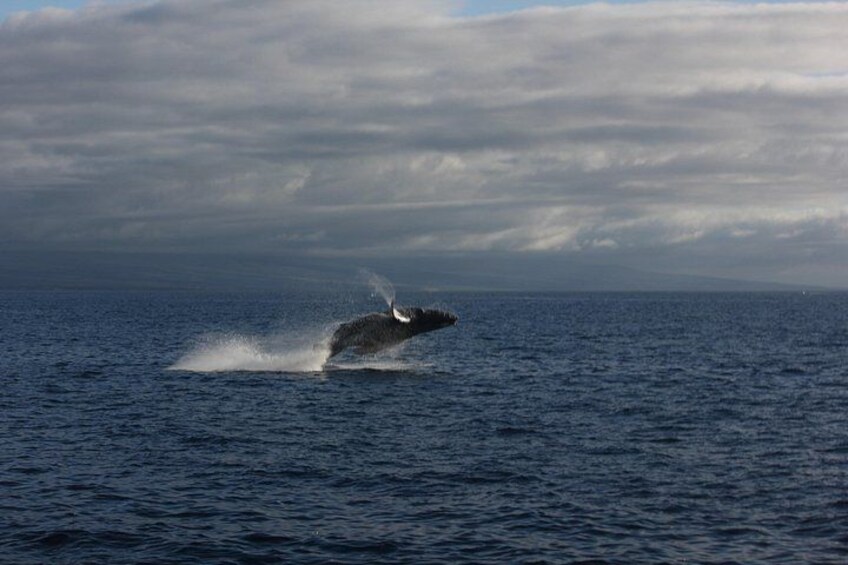 A whale breaching the ocean surface. 3