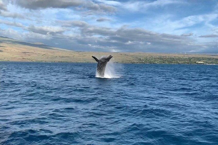 A whale breaching the ocean surface. 1