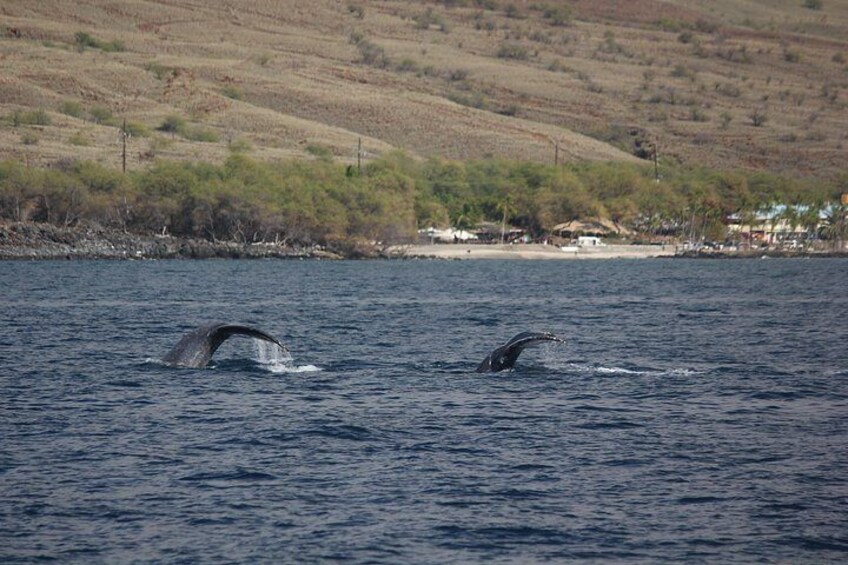 Two whales breaching the water's surface. 5
