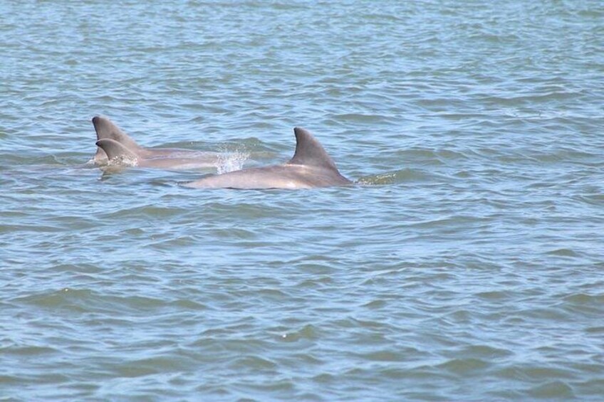 Deux dauphins nageant dans une eau calme. 3