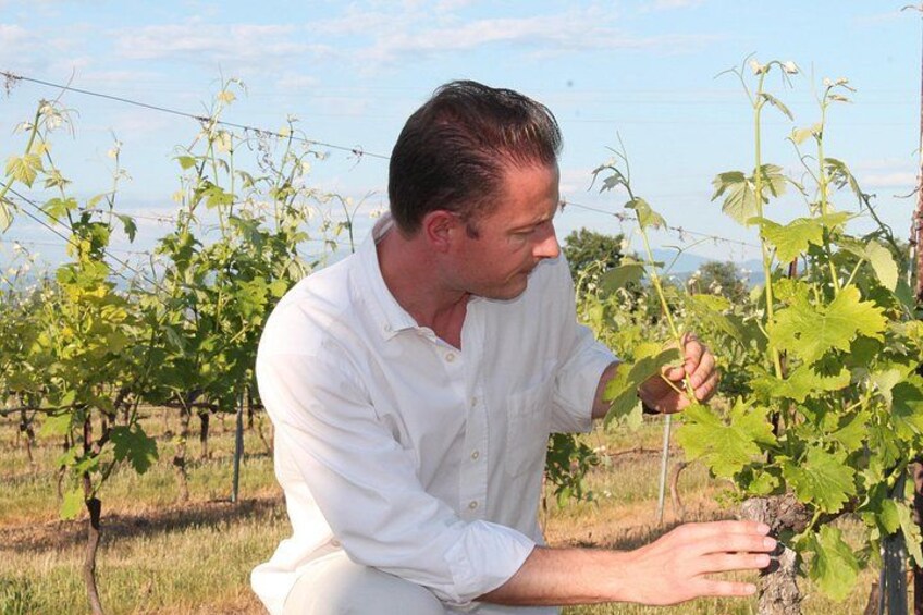 A person examining grapevines in a vineyard. 1