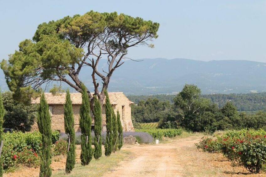 Un paisaje rural con un sendero de tierra, un edificio de piedra, altos cipreses y montañas distantes. 5